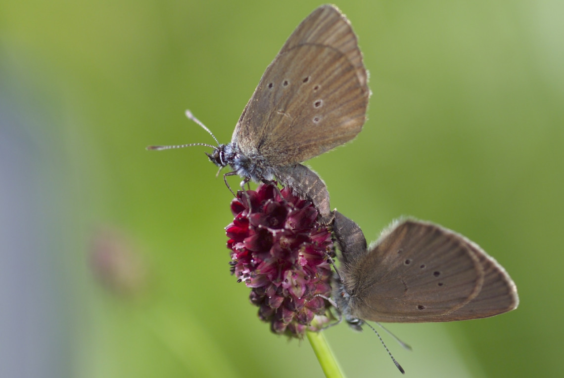 Zwei Schmetterlinge auf der Blüte einer Wiesenblume