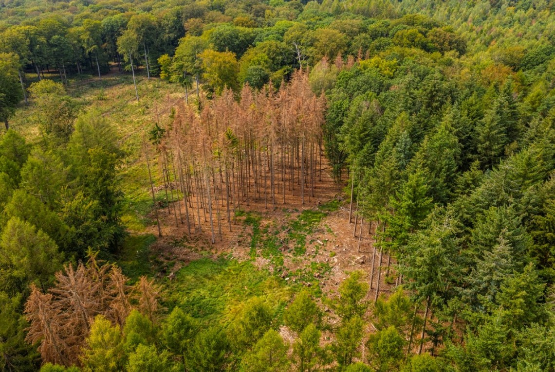 Luftaufnahme Wald. Zwischen grünen Nadelbäumen sind vertrocknete braune Bäume zu sehen