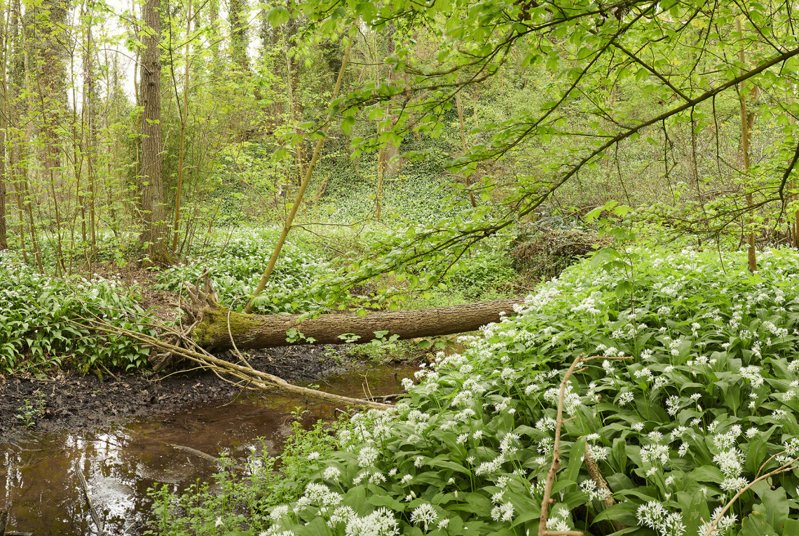 Bärlauchwald an der Rur