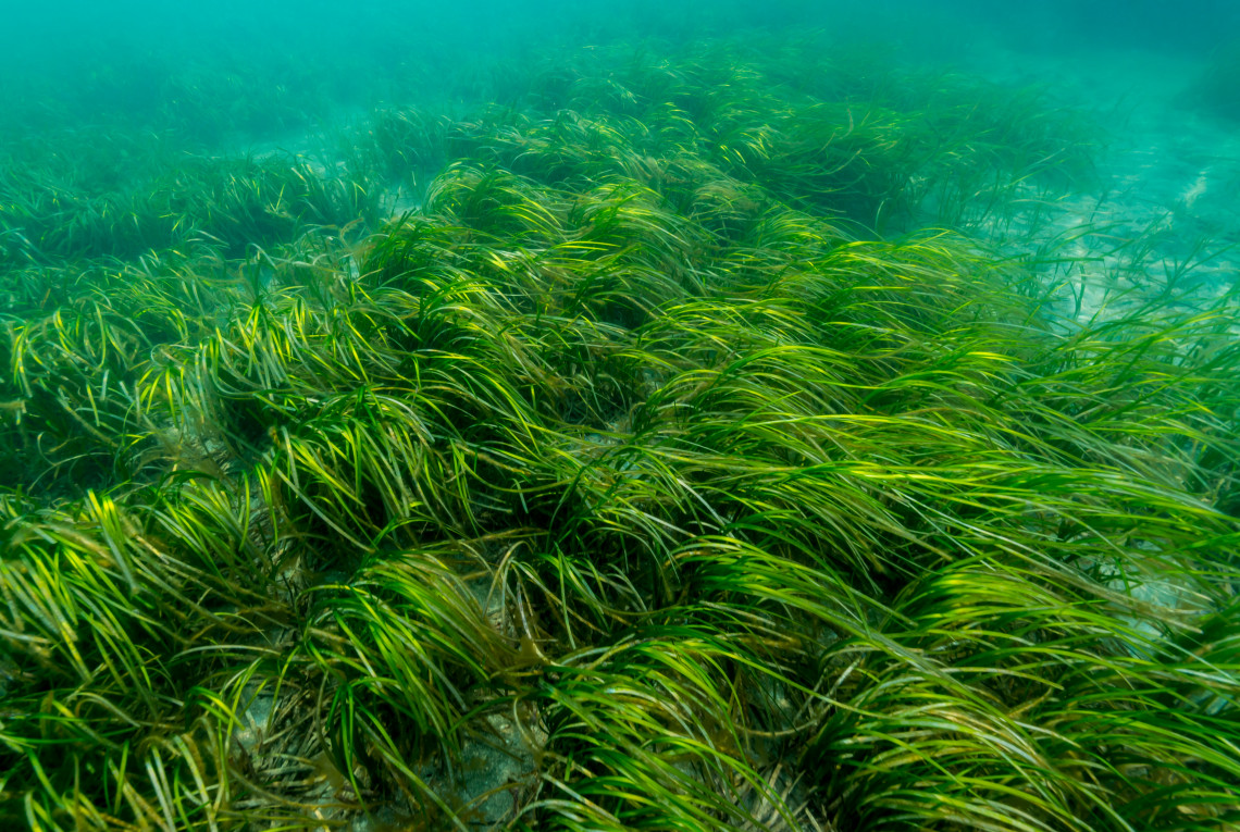 Grünes Seegras unter Wasser