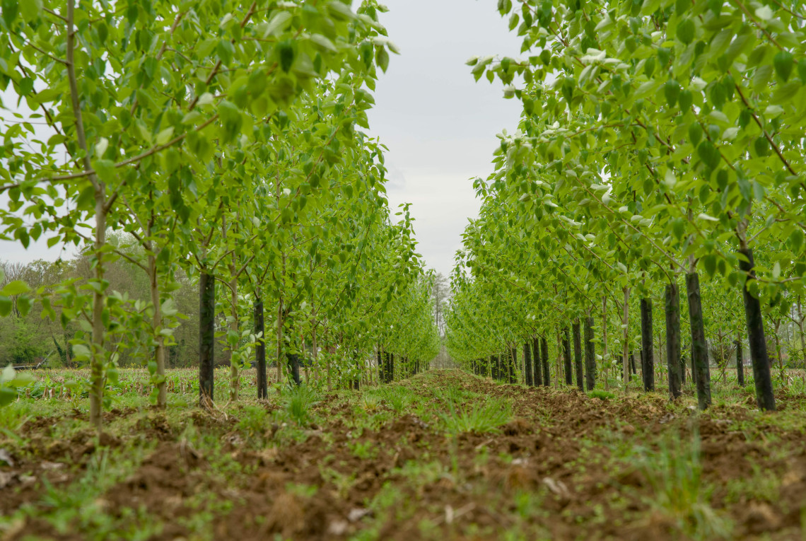 Pappelwald für die Agroforstwirtschaft