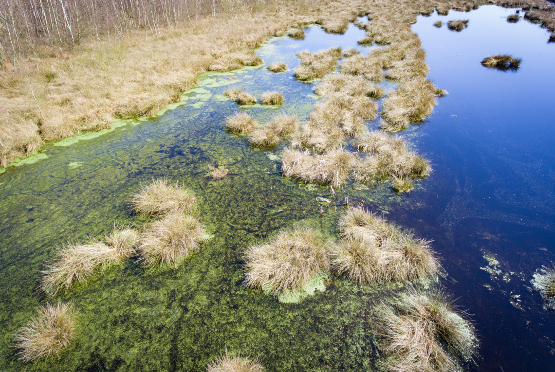 Gräser wachsen im Wasser in einem wiedervenässten Moor.