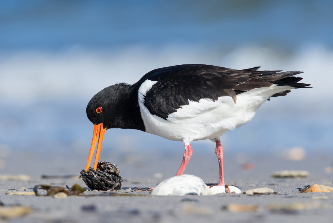 Austernfischer im Wattenmeer