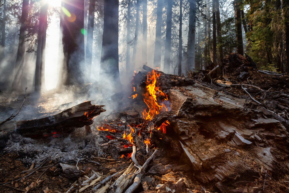 Waldbrand im Yosemite-Park, 2018 In einem Wald brennt Holz, darüber raucht es