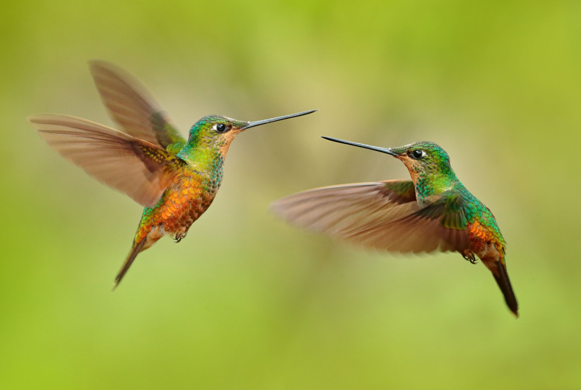 Kolibris (Kolumbien) Zwei grün-gelbe Kolibris fliegen in der Luft vor grünem Hintergrund