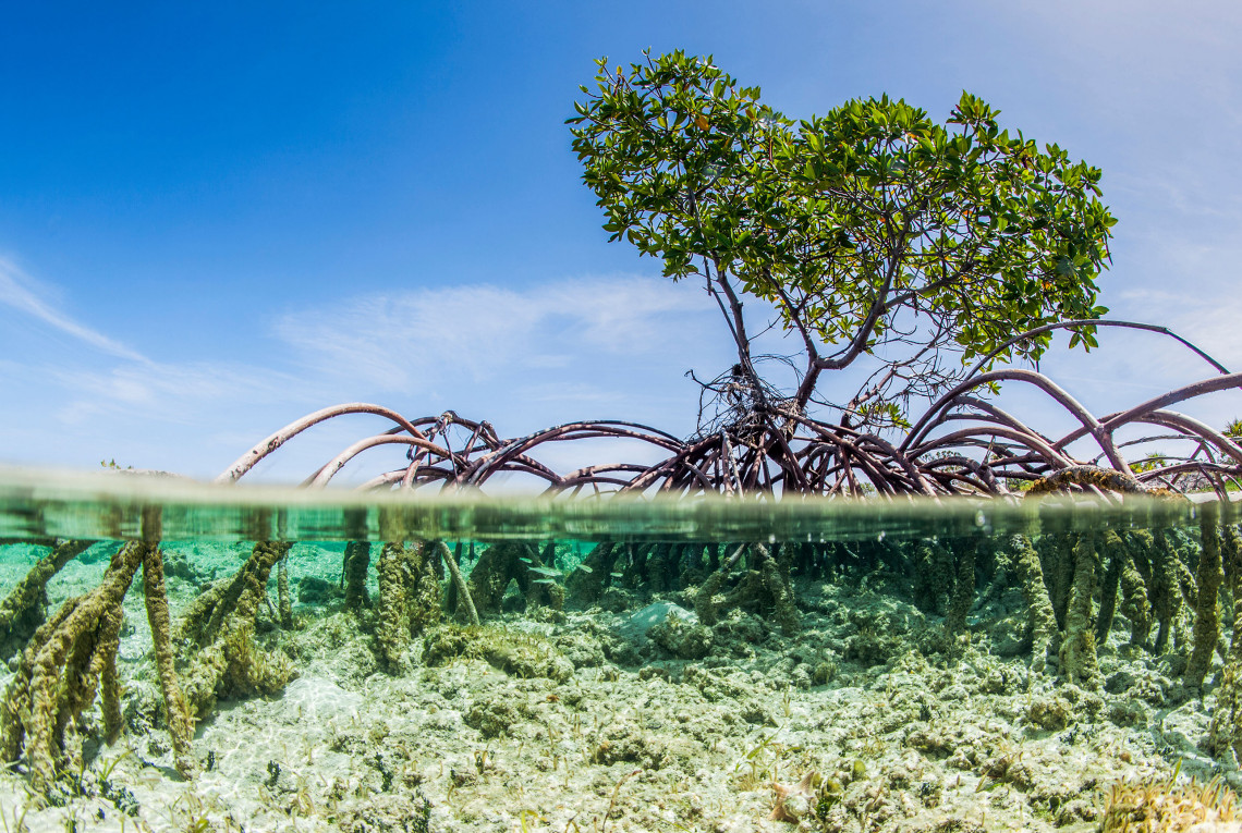 Ein Mangrovenbaum über und unter Wasser