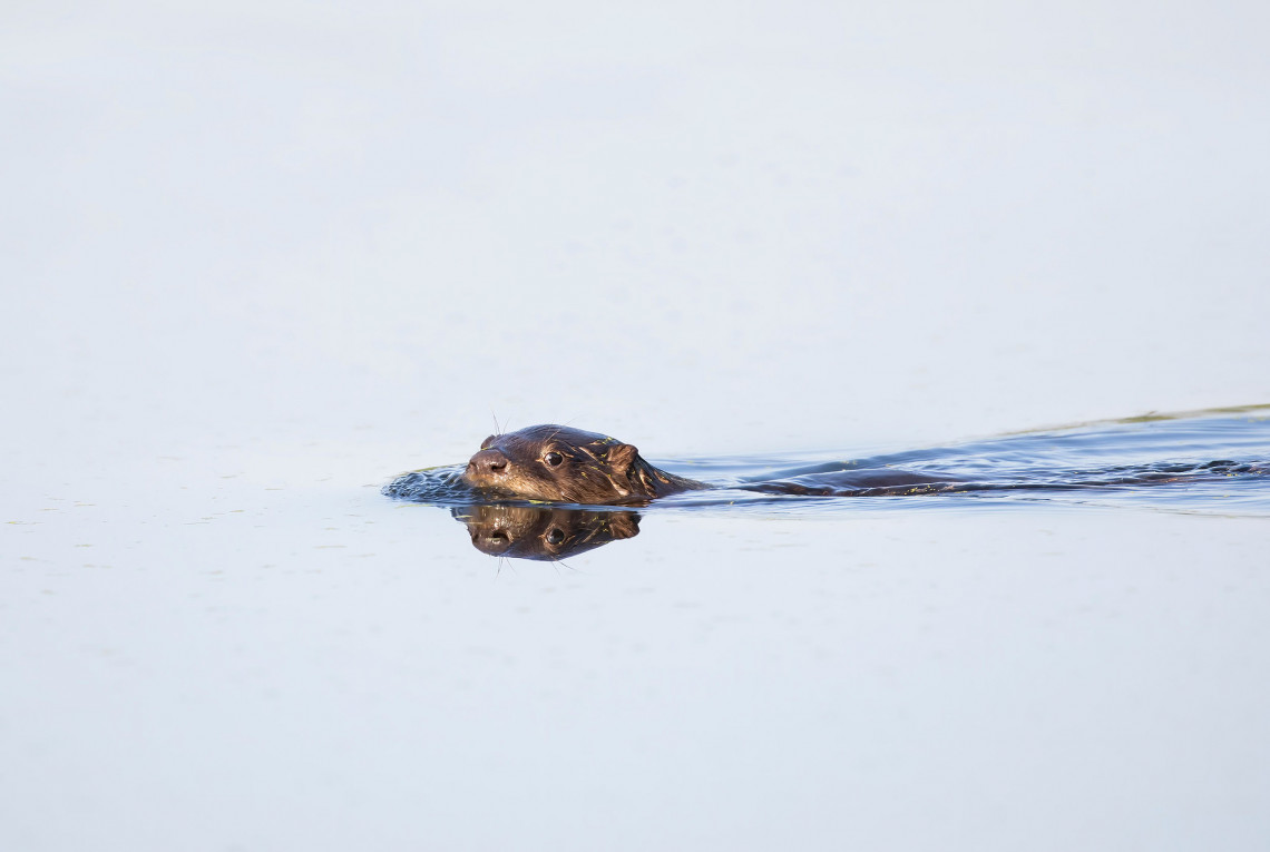 Ein junger Flussotter schwimmt durch einen See in Ottawa, Kanada.