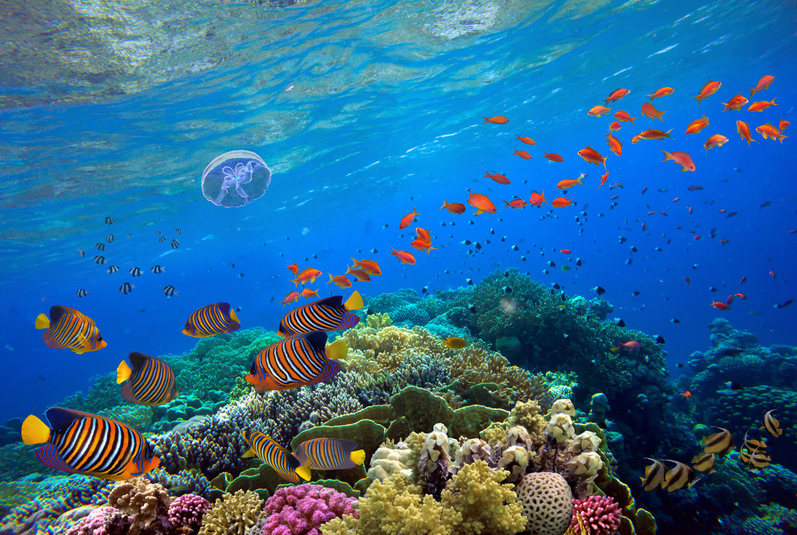 Korallen und Fische in blauem Wasser