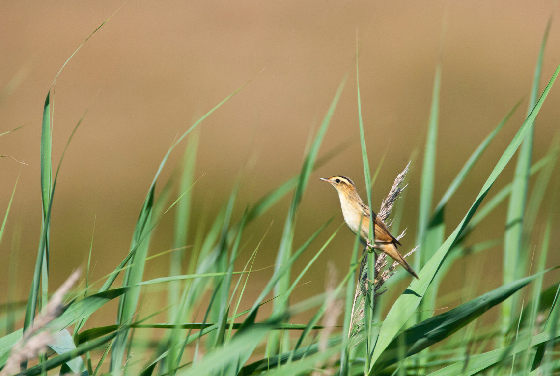 Seggenrohrsänger Ein brauner Seggenrohrsänger (Vogel) sitzt auf langen Gräsern