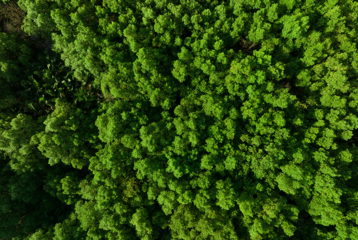 Luftaufnahme eines Mangrovenwaldes von oben.