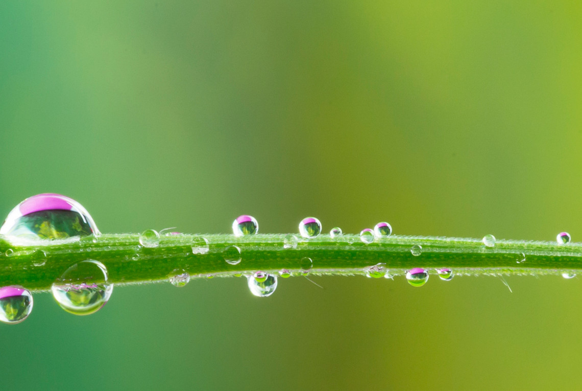 Wassertropfen auf Grashalm