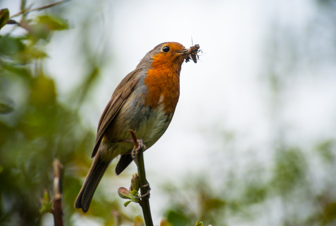 Ein Vogel sitzt auf einem Zweig und hat ein Insekt im Schnabel