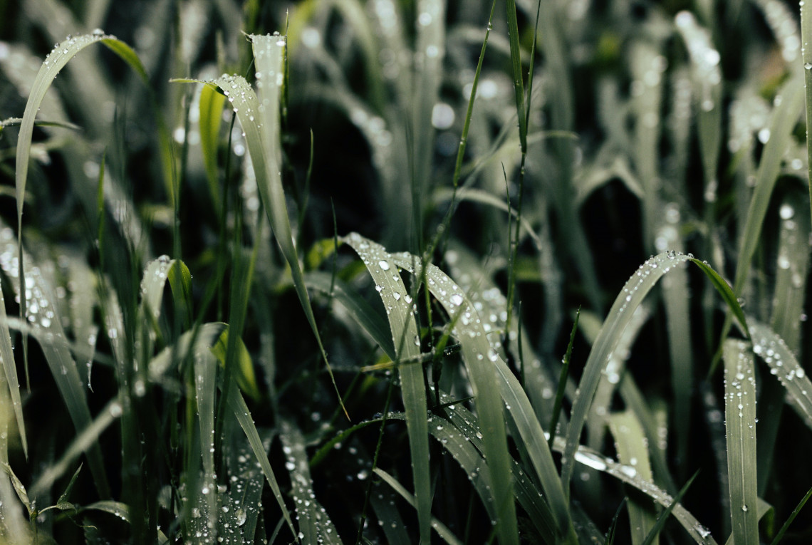 Nahaufnahme: Tau auf Gras