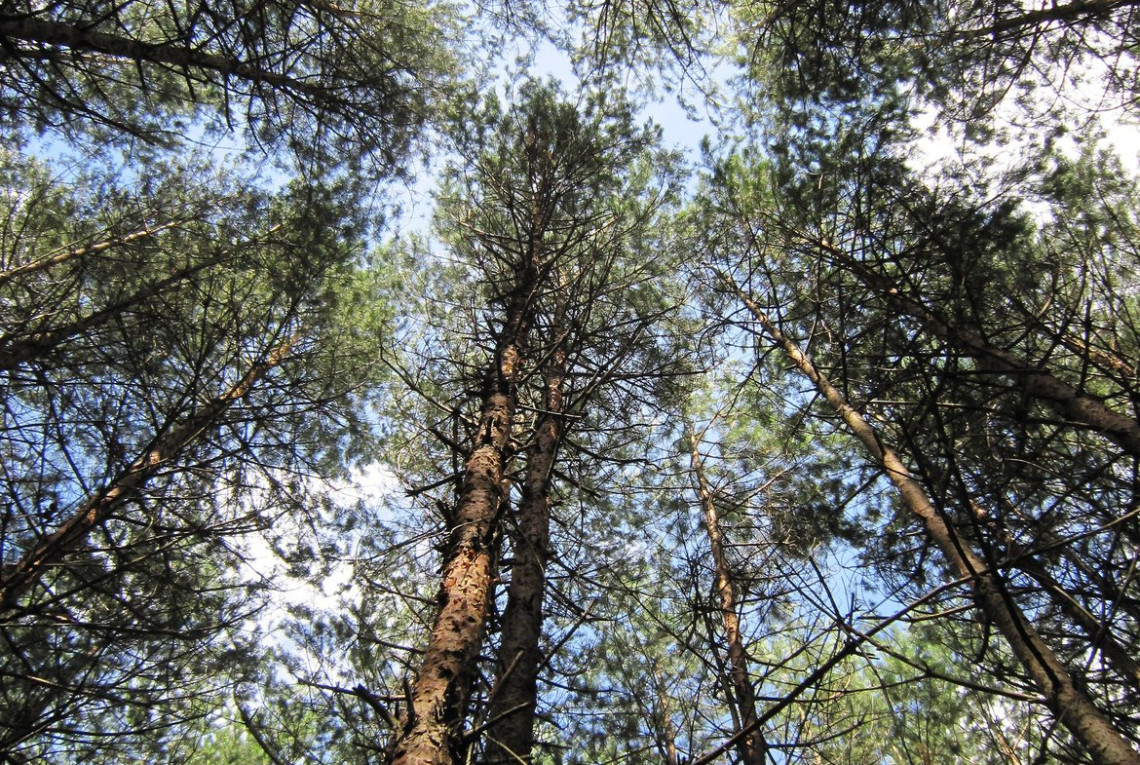 Kiefernwald in der südost-polnischen Woiwodschaft Karpatenvorland