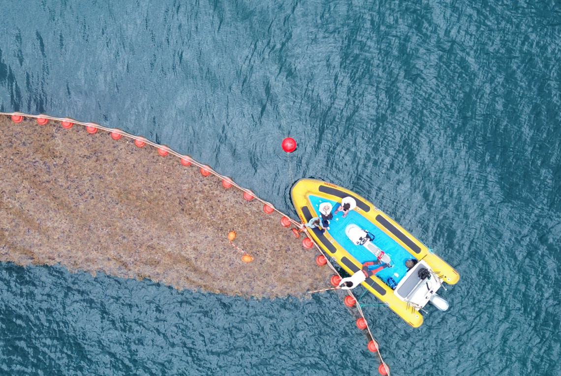 Makroalgen an der Wasseroberfläche