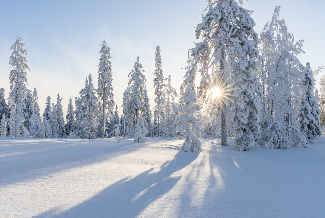 Schneebedeckte Landschaft mit Bäumen, durch die die Sonne scheint