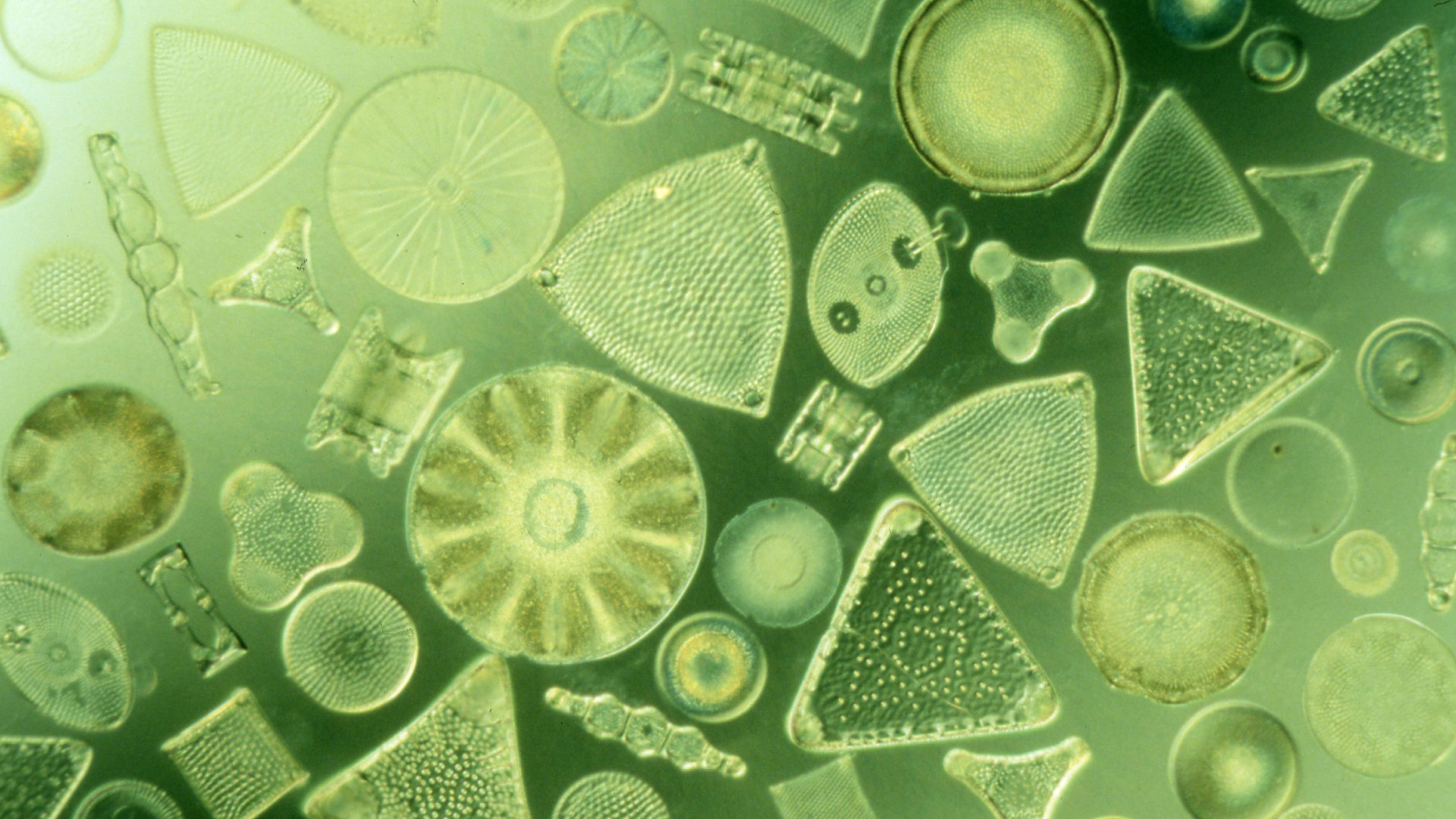 Antarktische Kieselalge Diatomeen