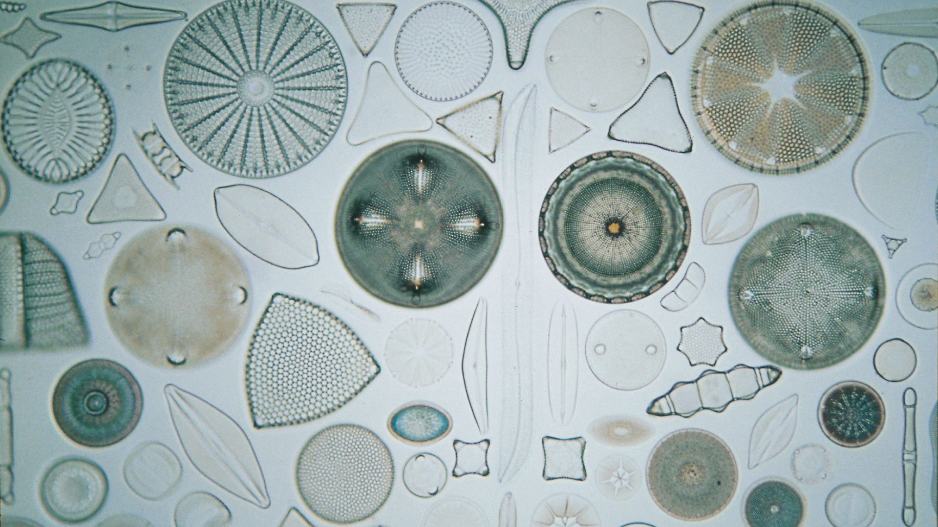 Formenvielfalt der Antarktischen Kieselalge Diatomeen