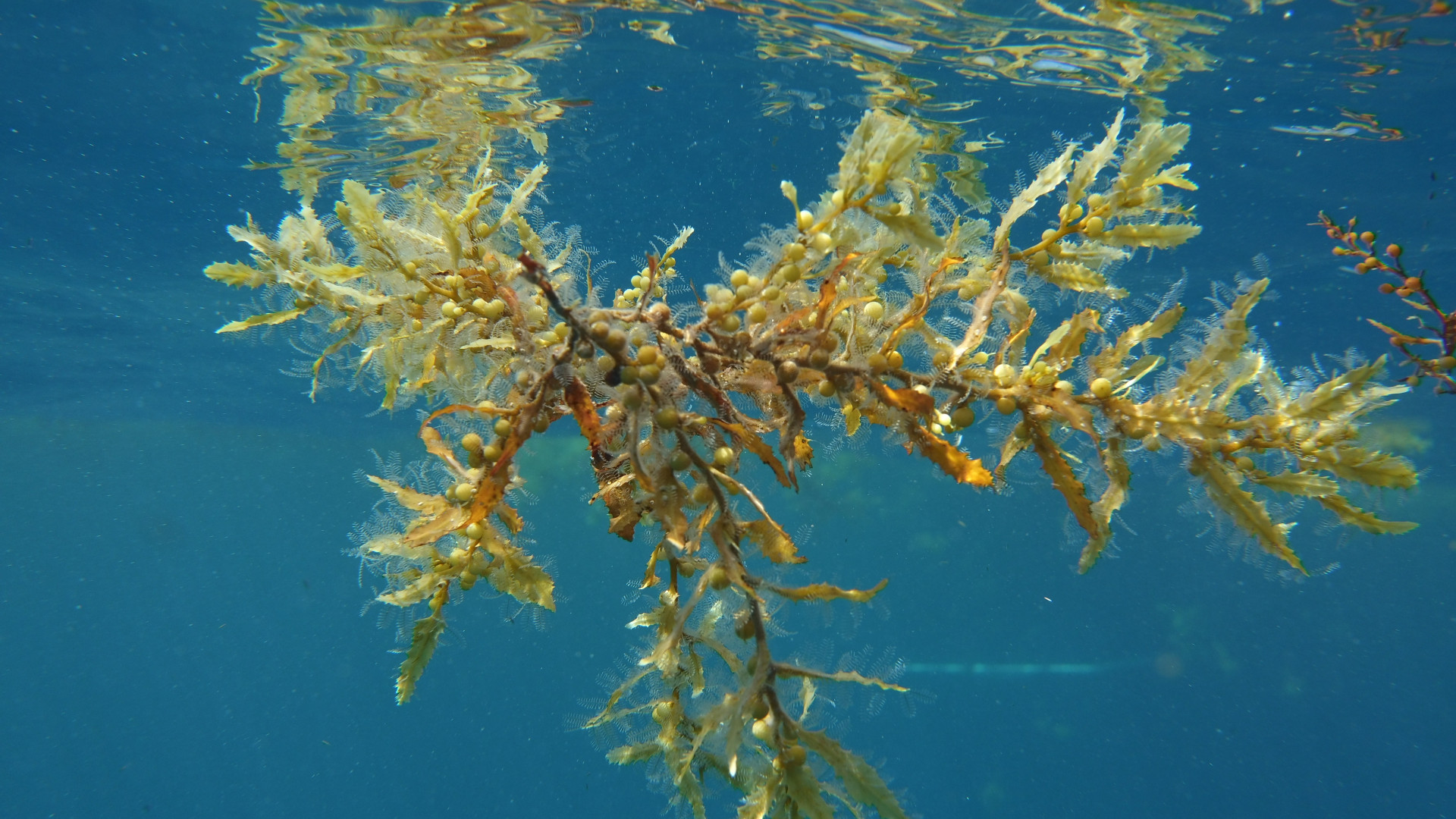 Nahaufnahme einer Makroalge
