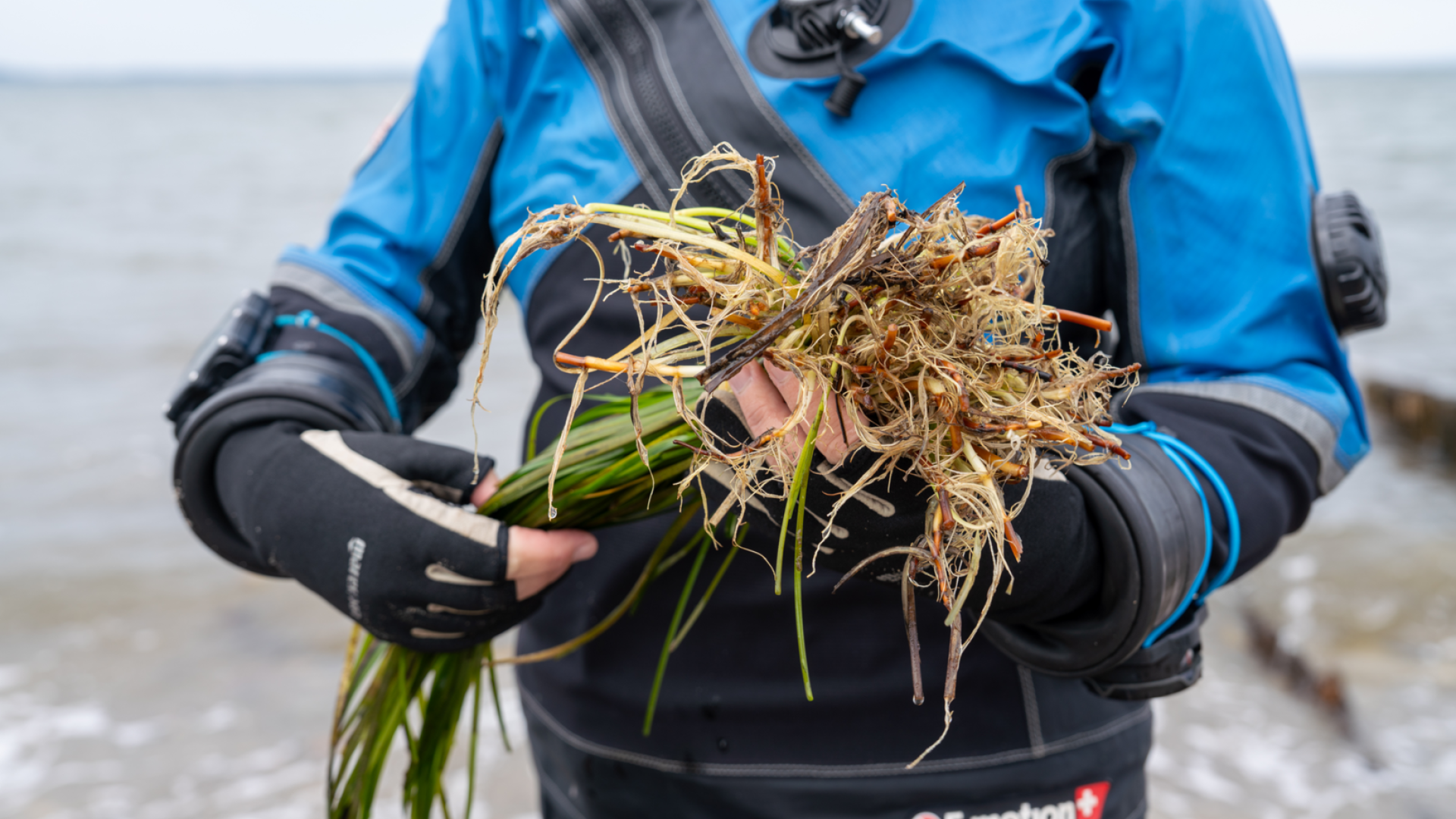 Eine Person hält einen Bund Seegras