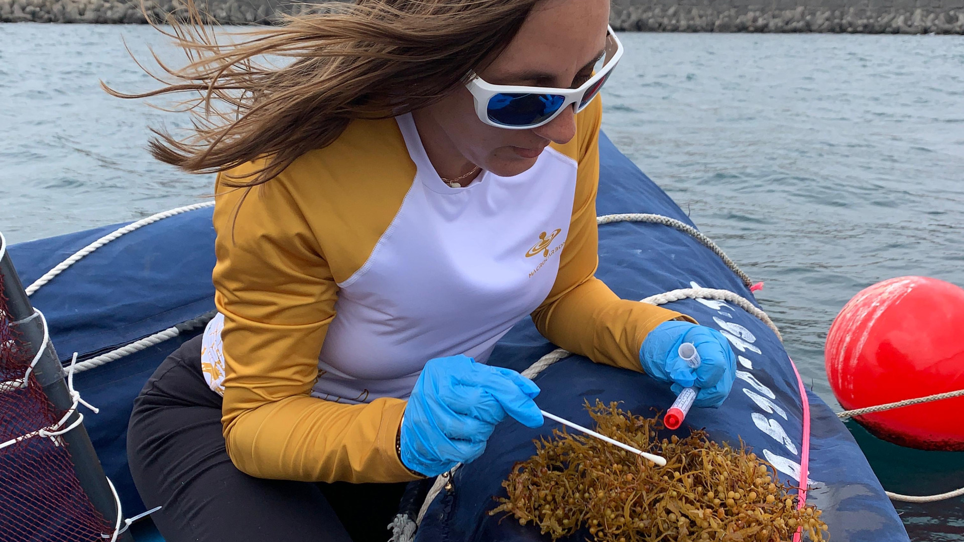 Untersuchungen an einer Makroalge