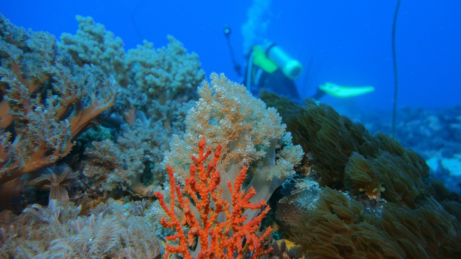 A coral reef with a diver in the background