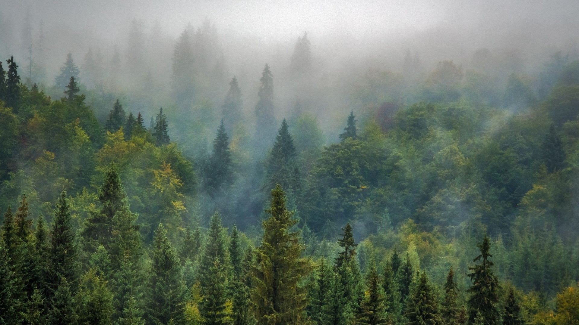 A boreal forest over which low fog is hanging